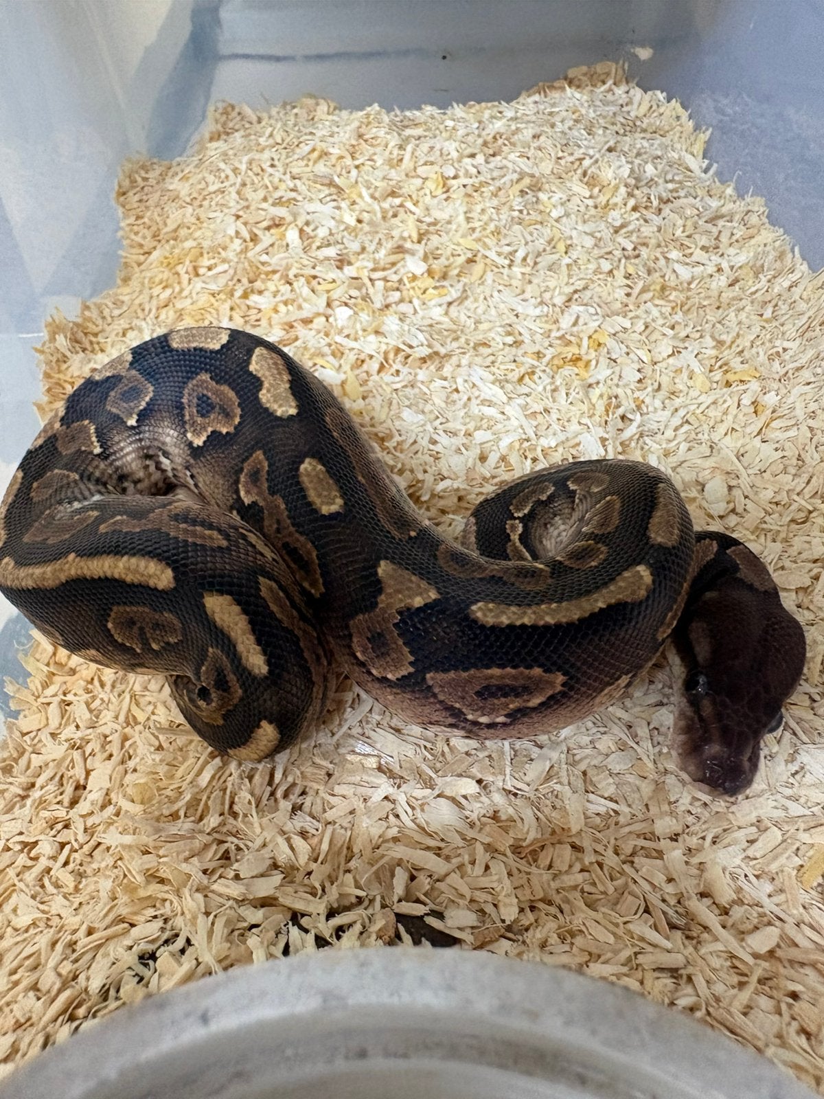 Mannetje cinnamon poss het dg koningspython ballpython Ball Python photo 2