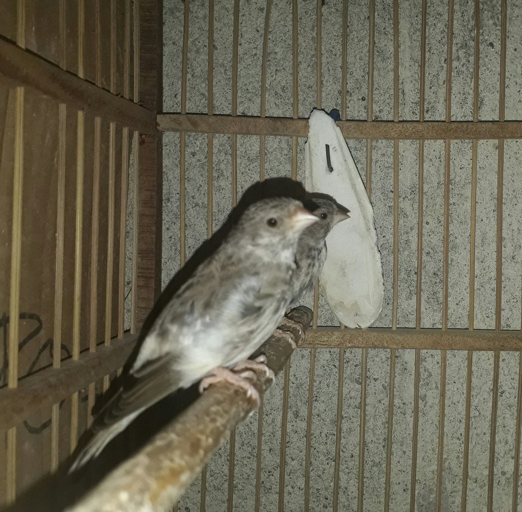 Edelzanger popjes., Vrouwelijk, Tropenvogel, Tam