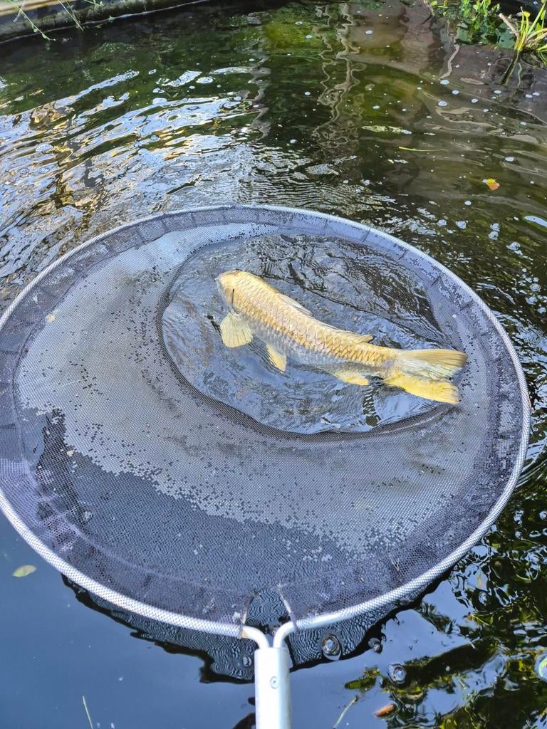 Mooie grote koi te koop., Dieren en Toebehoren, Vissen | Vijvervissen, Karper of Koi