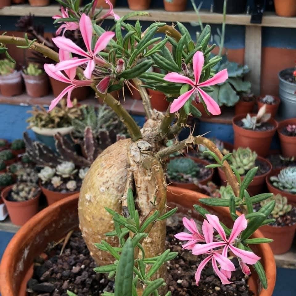 Pachypodium Succulentum caudex plant, Huis en Inrichting, Vetplant, Minder dan 100 cm, Bloeiende kamerplant, Halfschaduw