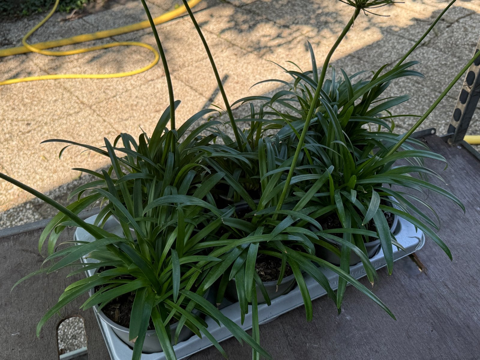 Zes Agapanthus planten voor een prachtige tuin, Volle zon, Vaste plant, Zomer, Ophalen