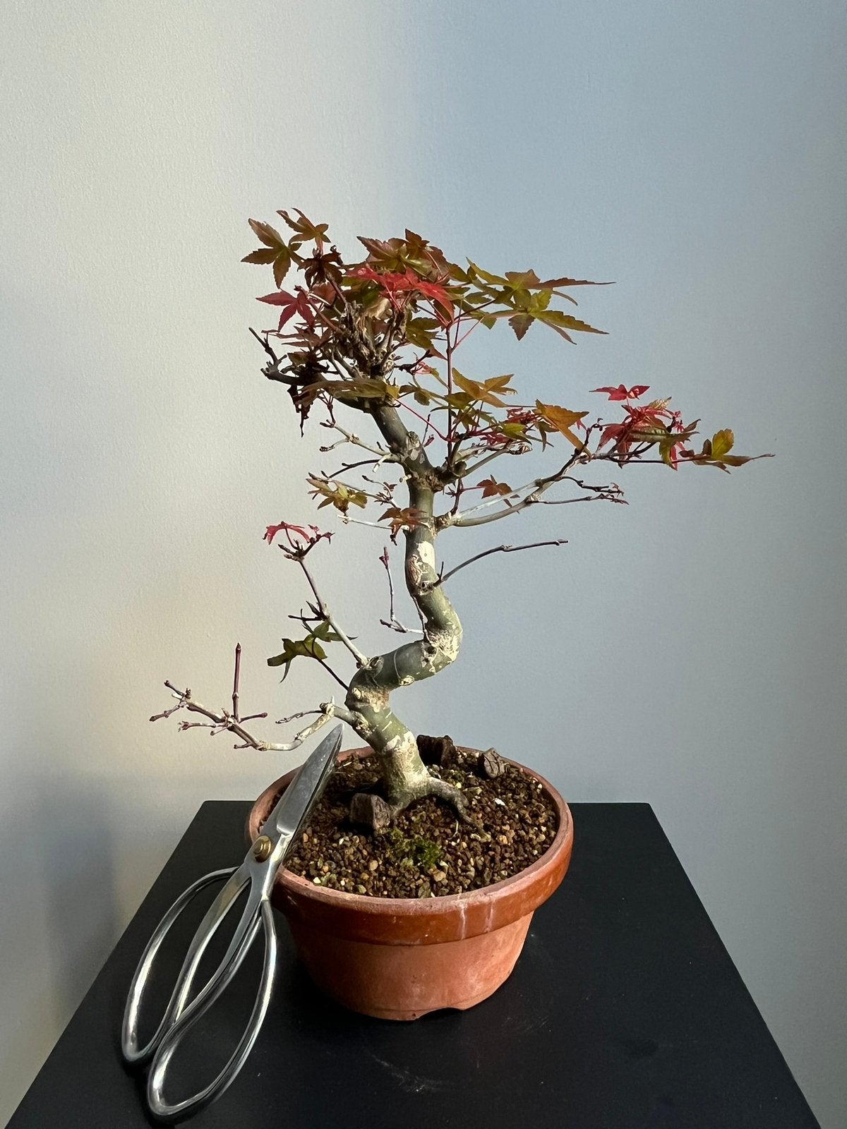 Japanse esdoorn deshojo Pre-bonsai, Tuin en Terras, Volle zon, Verzenden, Overige soorten, Minder dan 100 cm