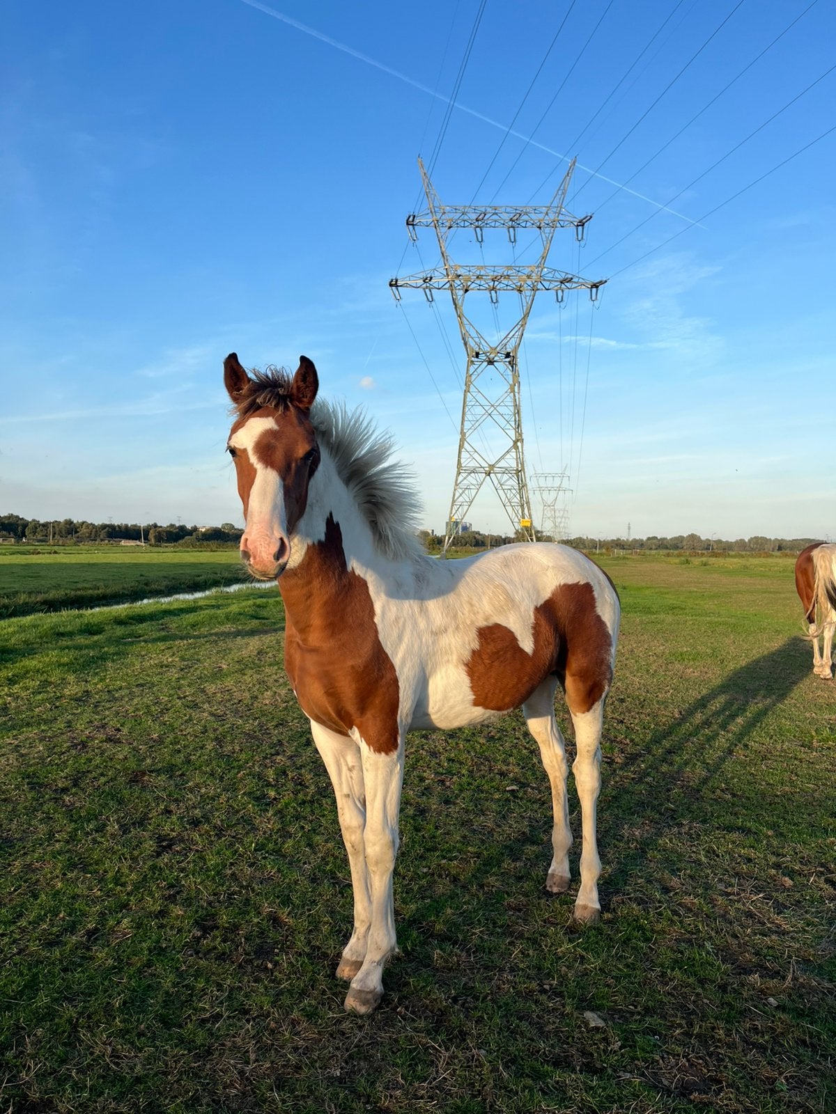Bont merrieveulen met stamboom, Dieren en Toebehoren, Merrie, Met stamboom, Minder dan 160 cm, Dressuurpaard
