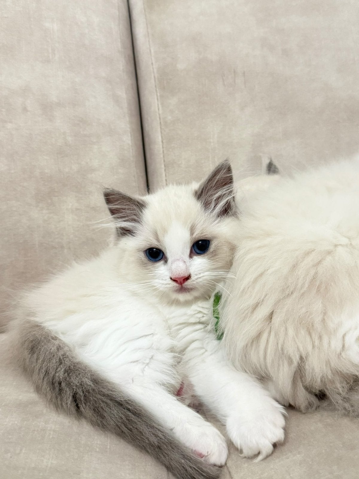 Foto 3 van Prachtige Ragdoll kittens met stamboom