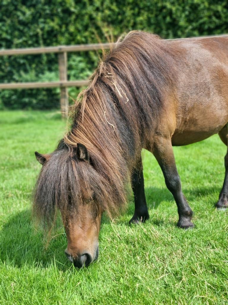Mini Shetlander met stamboom, Dieren en Toebehoren, Merrie, A pony (tot 1.17m)