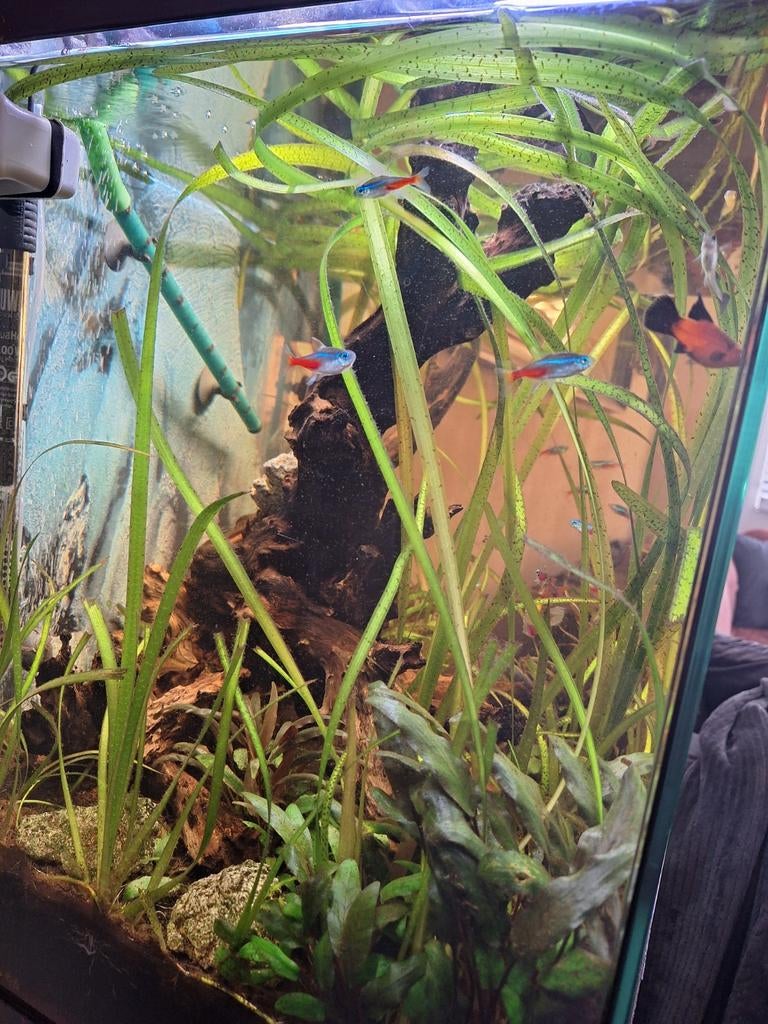 Gezond aquarium te koop. Incl div vissen,filter,verwarming, Ophalen of Verzenden, Inclusief vissen, Juwel, Gevuld zoetwateraquarium