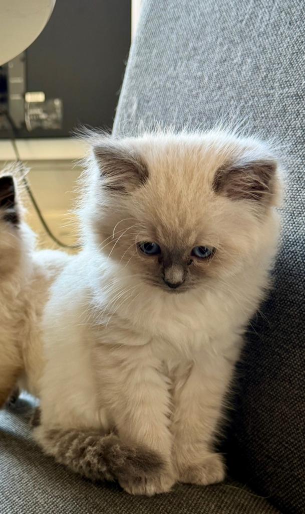 🐾 1 Ragdoll kitten bluepoint (poes) beschikbaar 🐾, Meerdere dieren, Gechipt