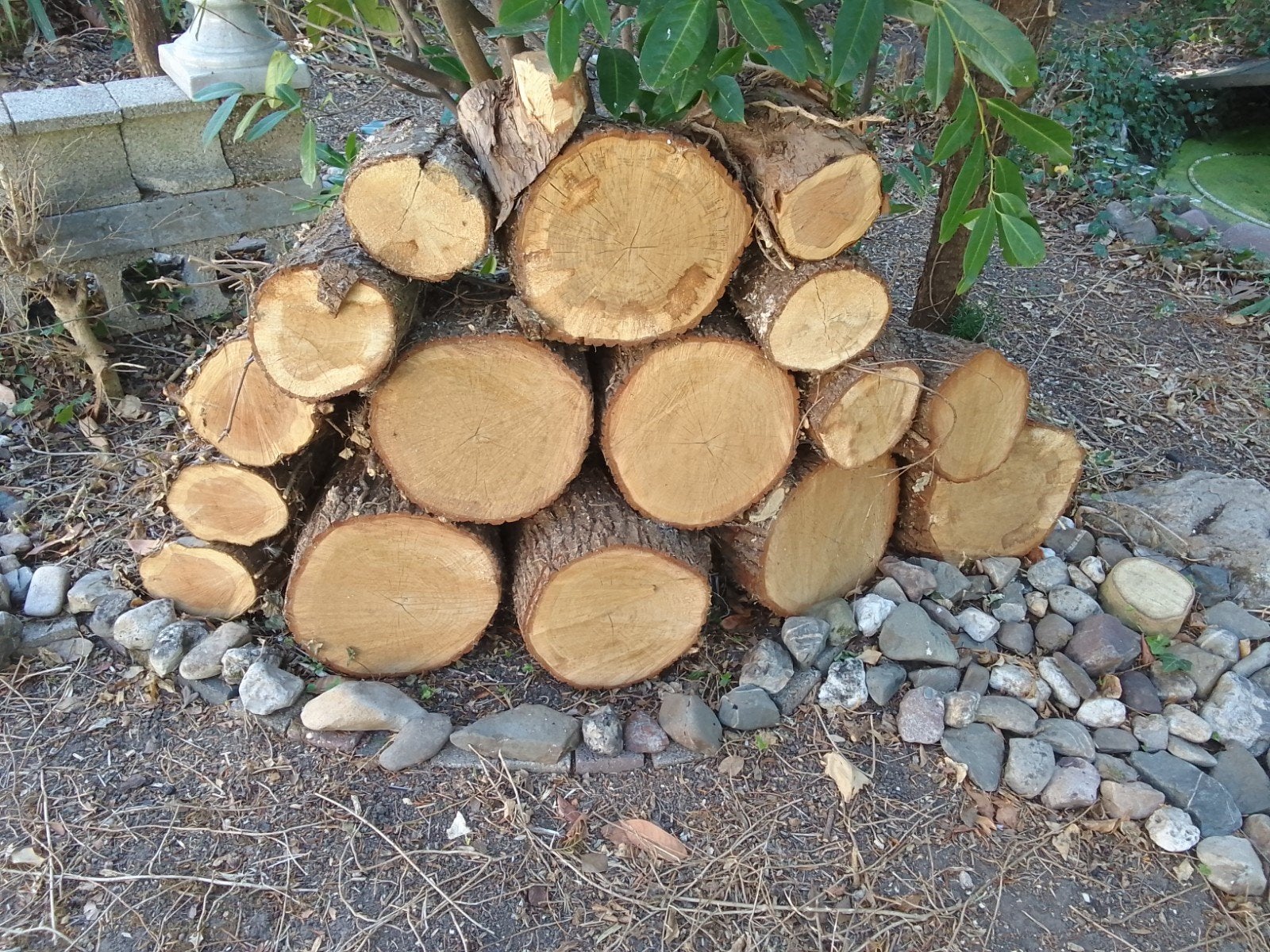 Vers gezaagd haardhout: Eiken en Taxus blokken, Minder dan 3 m³, Ophalen, Eikenhout, Blokken