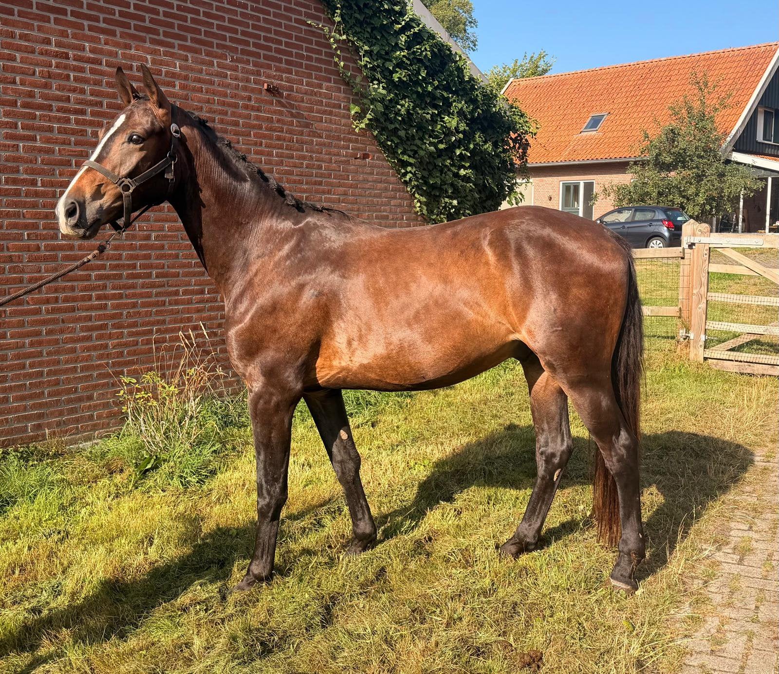 3 jarige dressuur ruin, Dieren en Toebehoren, Paarden, Ruin, Dressuurpaard, 3 tot 6 jaar