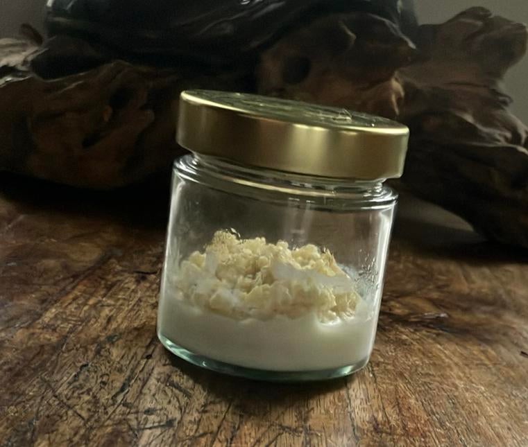 Melkkefir starter, Auto-onderdelen, Uitlaatsystemen, Ophalen of Verzenden, Nieuw