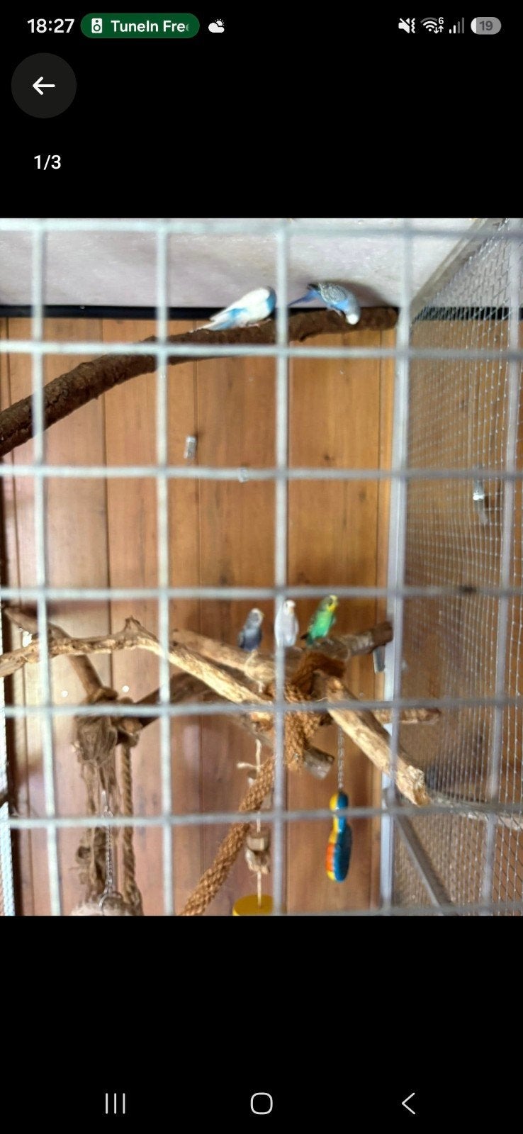 4 grasparkietjes, Meerdere dieren