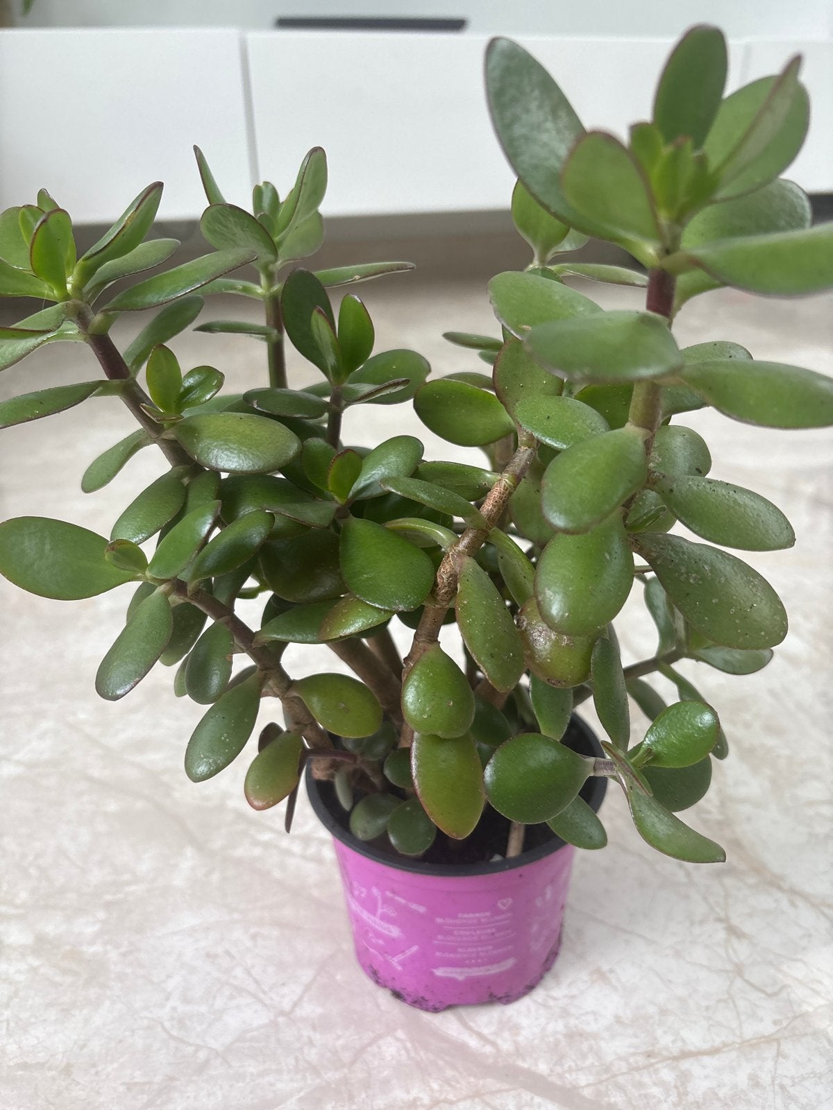 Crassula Ovata (Jadeplant) - Makkelijk te verzorgen, Overige soorten, Volle zon, Vaste plant, Ophalen of Verzenden