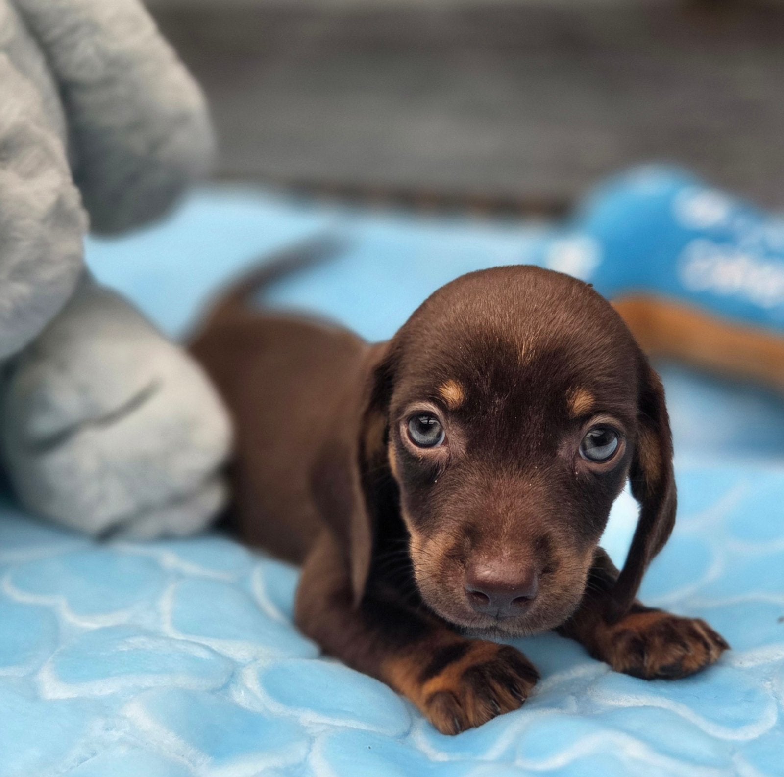 Super mooie Dwergteckel pups korhaar x langhaar teckel, Dieren en Toebehoren, Honden | Teckels en Dashonden, Parvo, 8 tot 15 weken
