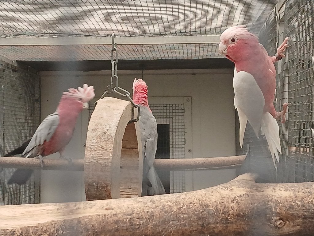 Rosakakadu, Meerdere dieren, Parkiet, Geringd