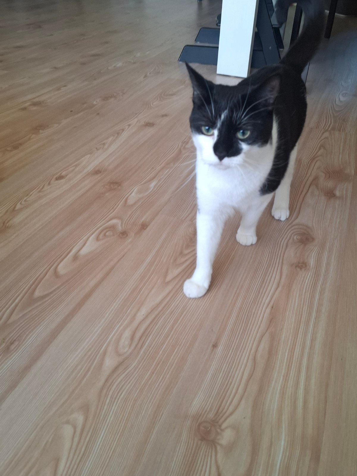 Goed huisje gezocht voor een jonge kater en poes, Dieren en Toebehoren