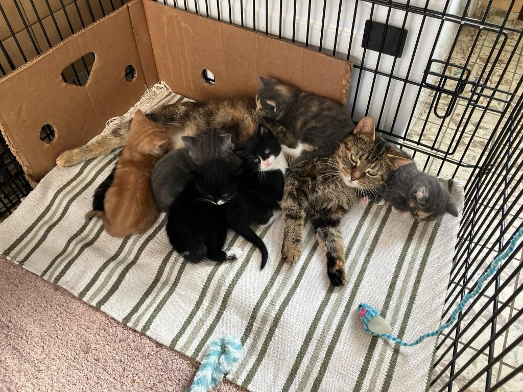 Nog 4 hele mooie, lieve kittens beschikbaar!, Dieren en Toebehoren, Meerdere dieren, Kortharig, 0 tot 2 jaar