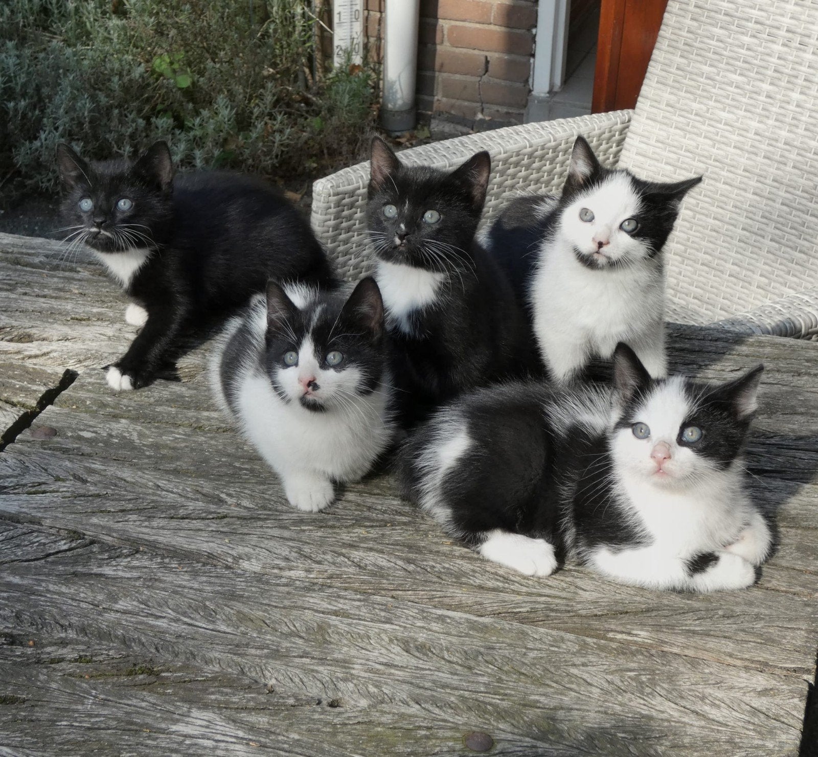 Te koop, lieve speelse kittens., Meerdere dieren