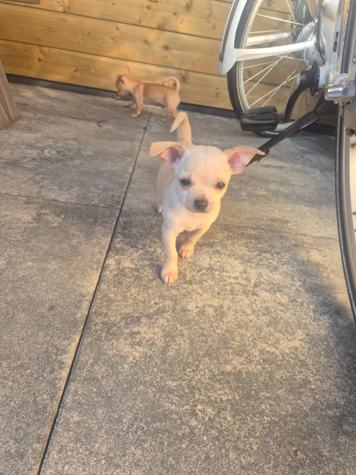 Chihuahua pups mogen het nest verlaten, Reu, 8 tot 15 weken, Meerdere, Chihuahua