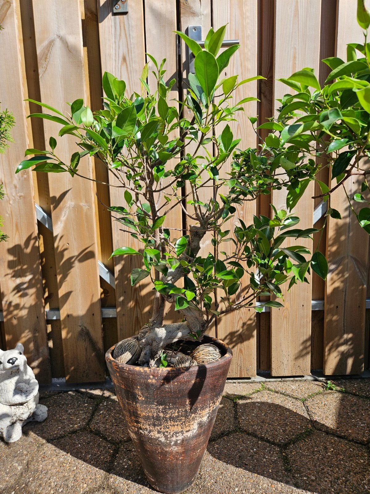 Ficus Bonsai per stuk 45, Tuin en Terras, Planten | Tuinplanten, Ophalen, Overige soorten