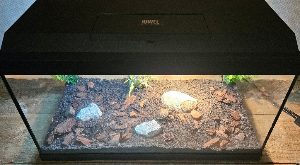 Griekse landschildpadden met compleet terrarium Tortoise photo 4