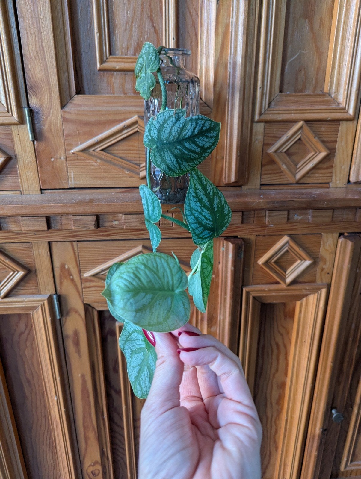 Monstera dubia stek, Ophalen, Overige soorten, Halfschaduw, Minder dan 100 cm