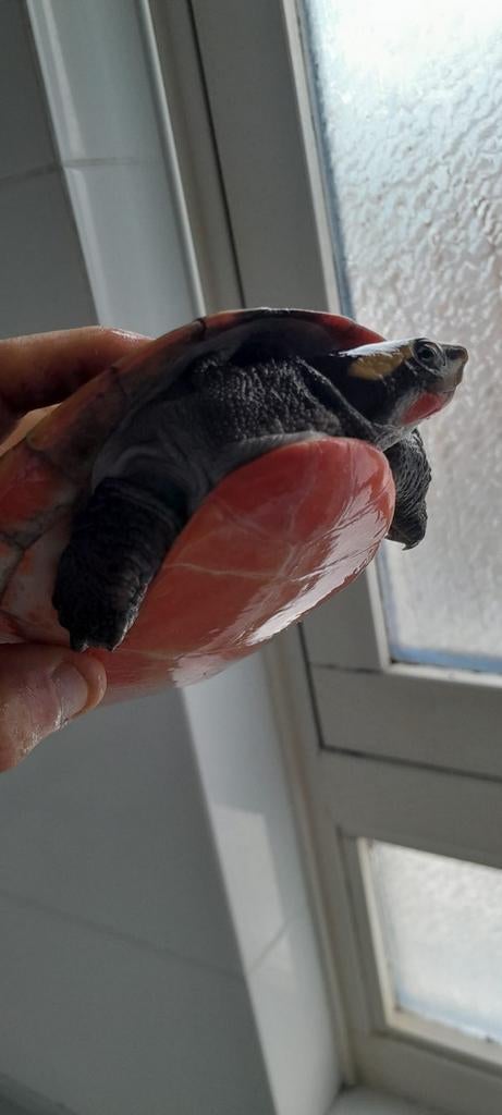 Emydura subglobosa - Water schilpad, 0 tot 2 jaar