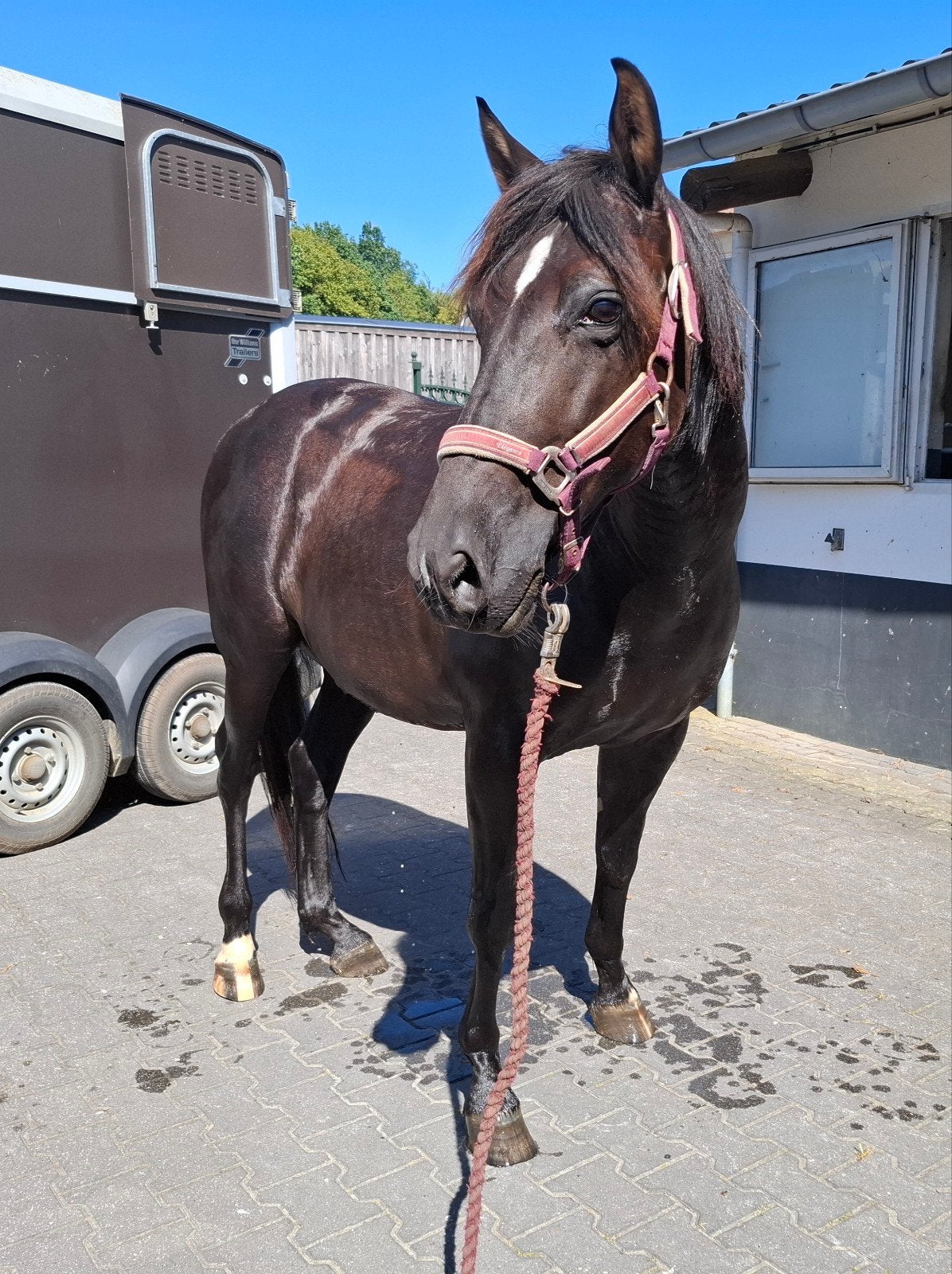 prachtige zwarte Andalusiër ruin (10 jaar) PRE, Ruin, Minder dan 160 cm, Recreatiepaard, 7 tot 10 jaar