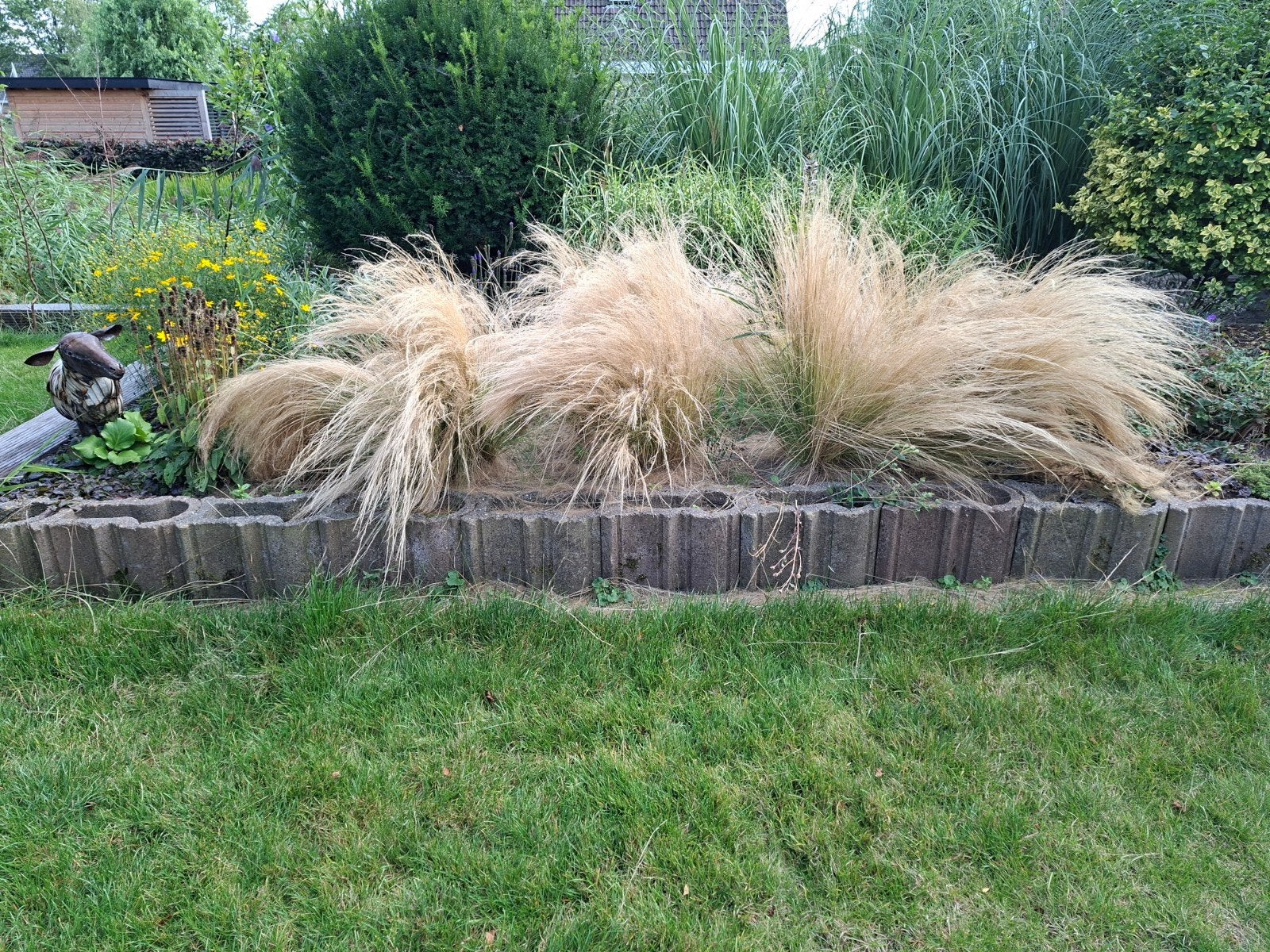 Fijn Vedergras (Stipa tenuissima) - 13 pollen siergras, Ophalen, Volle zon, Vaste plant, Siergrassen