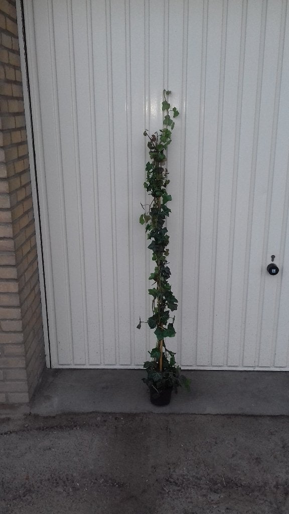 Kleinbladigeren klimop ( Hedera helix), Tuin en Terras, Planten | Tuinplanten, Vaste plant, Bloeit niet, Halfschaduw, Ophalen
