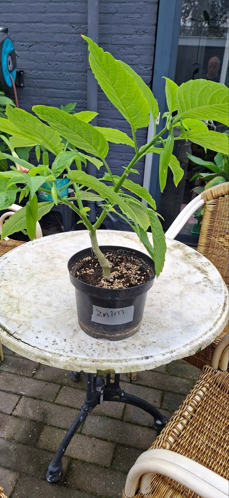 Brugmansia' s  zalm/roze, Volle zon, Eenjarig, Zomer, Ophalen