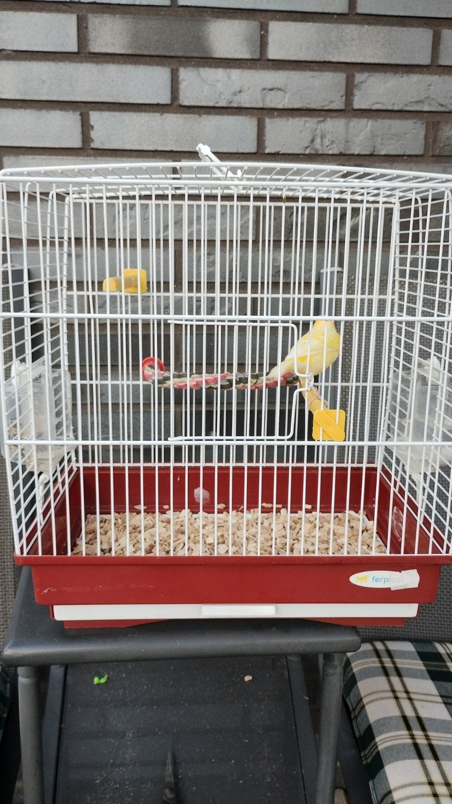 kanarie man met kooi, Dieren en Toebehoren, Mannelijk, Zangkanarie