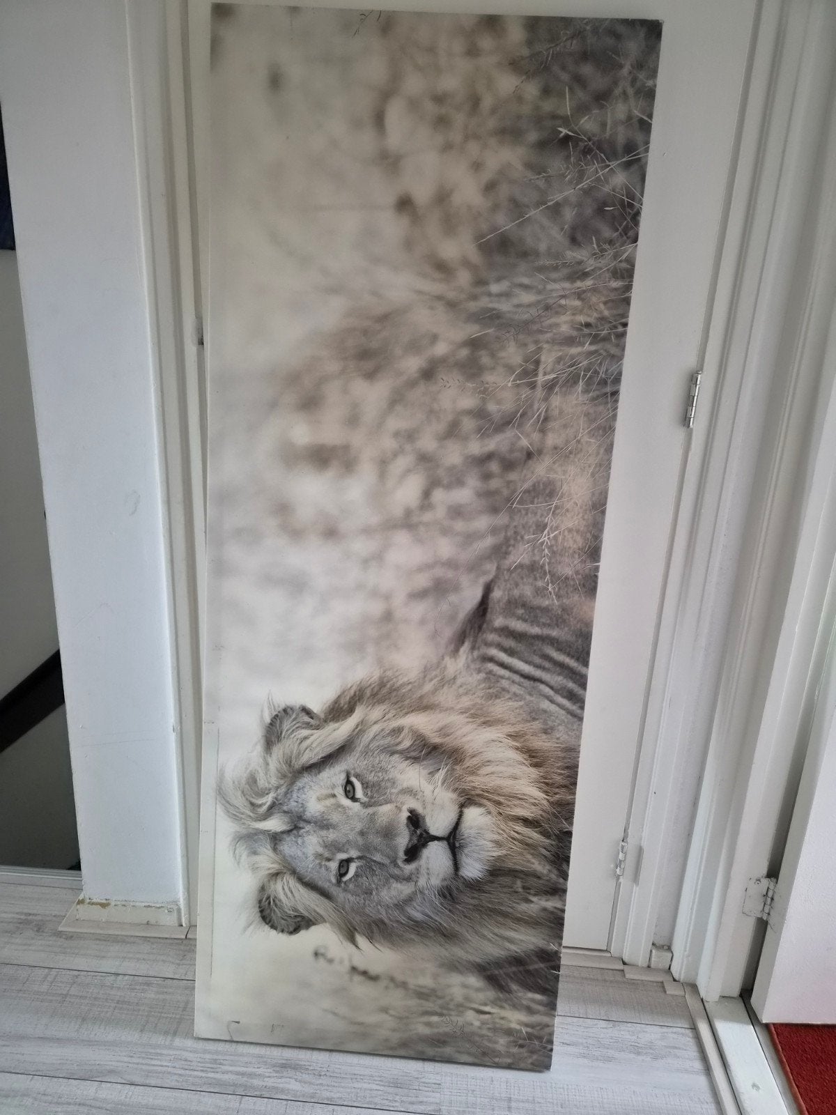 Groot canvas schilderij leeuw, Ophalen, Gebruikt, Schilderij, 75 – 100