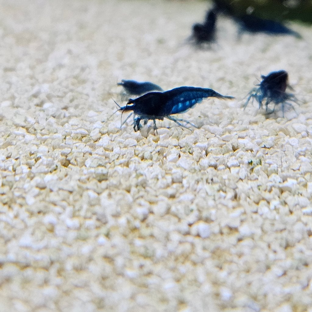 blue diamond garnalen, Dieren en Toebehoren, Vissen | Aquariumvissen, Kreeft, Krab of Garnaal, Zoetwatervis