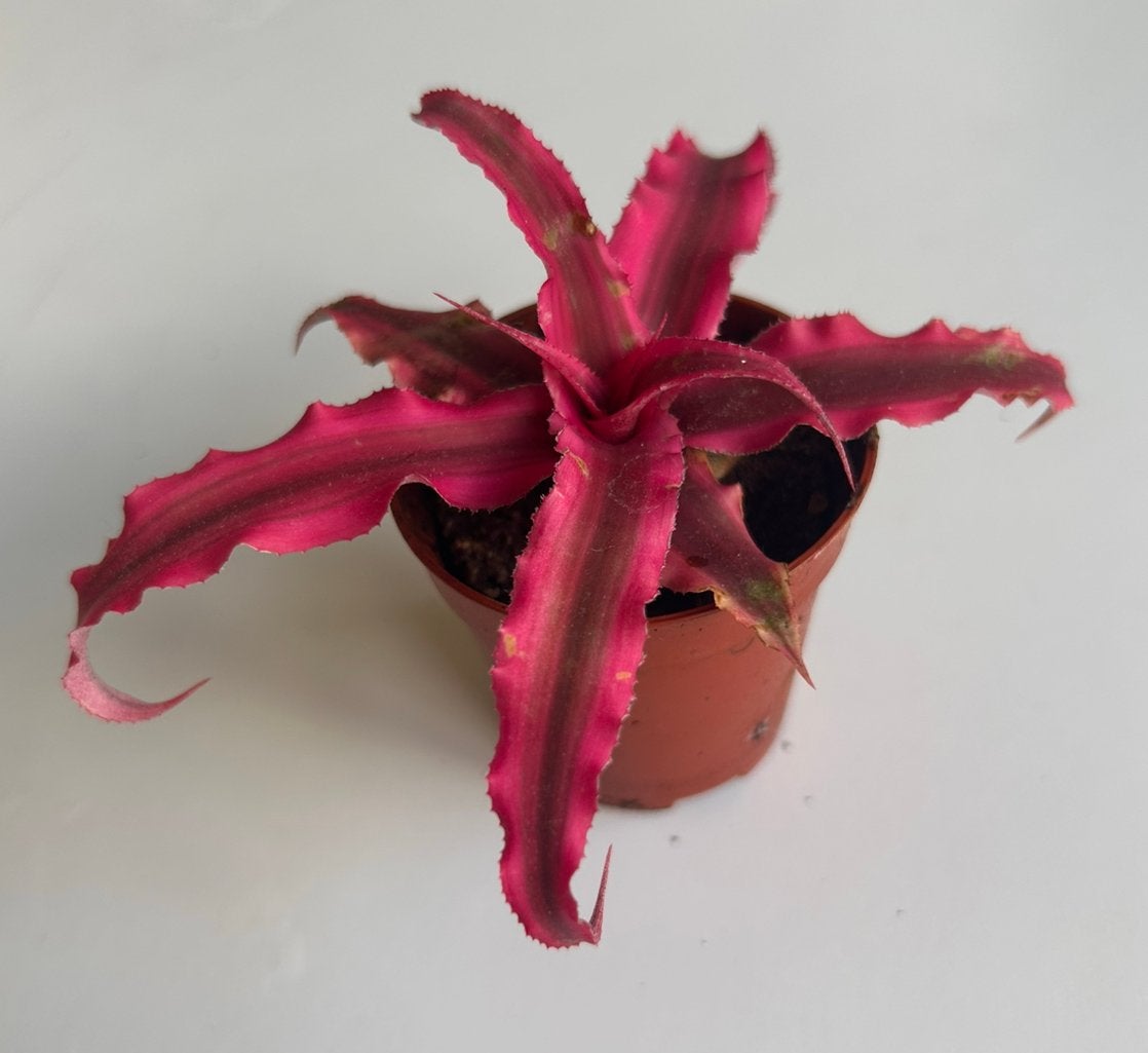 Cryptanthus Ruby | Jewel-Earth Star | Bromelia Zeesterplant, Huis en Inrichting, Kamerplanten, Ophalen of Verzenden, Halfschaduw