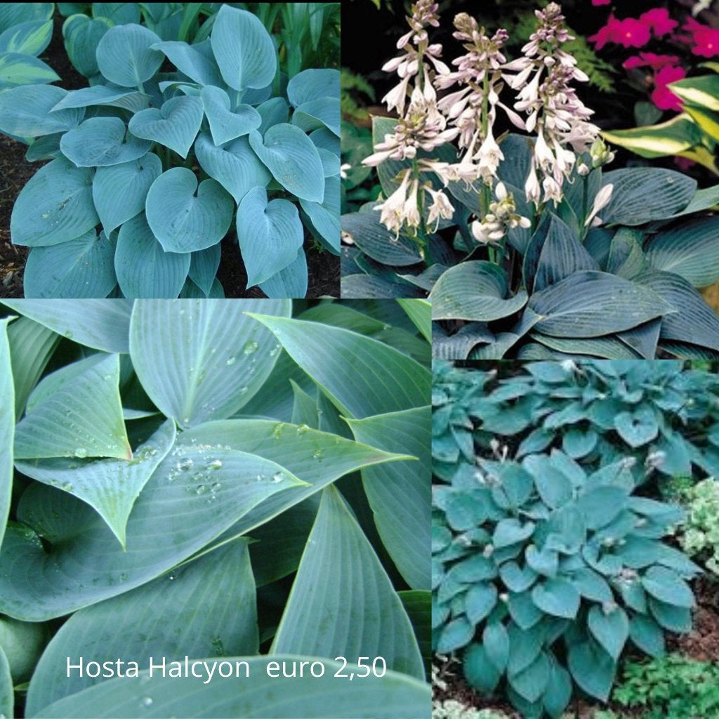 mooi Hosta pakket ( ook voor schaduw), Ophalen, Overige soorten, Halfschaduw