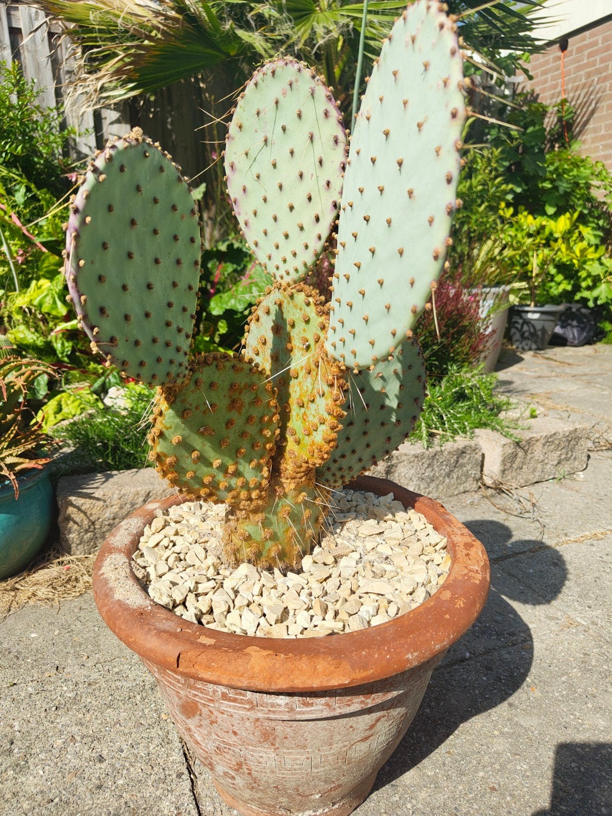 Opuntia Violacea (Santa rita), Tuin en Terras, Ophalen, Overige soorten, Volle zon