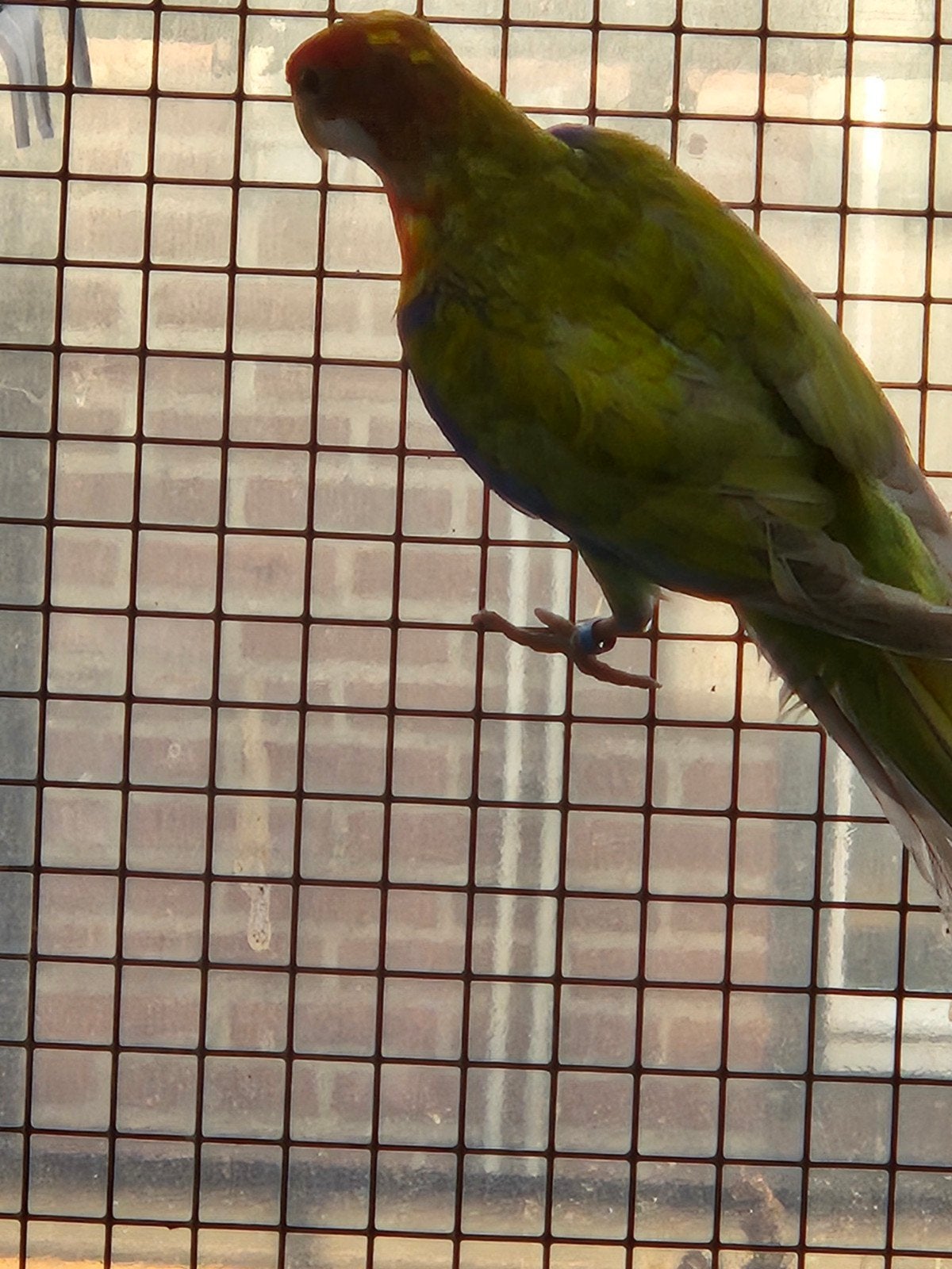 te koop een heel mooi koppel rozella.s (m2450884642) — Vogels ...