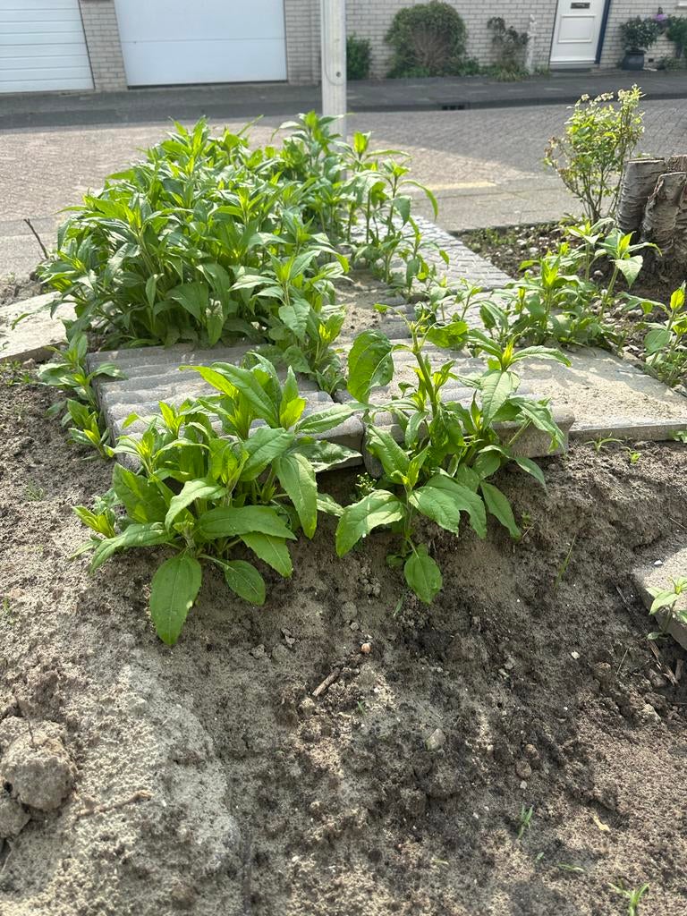 Verse Aardpeer planten - Biologisch en Makkelijk te Kweken, Tuin en Terras, Ophalen, Volle zon, Herfst, Groenteplanten