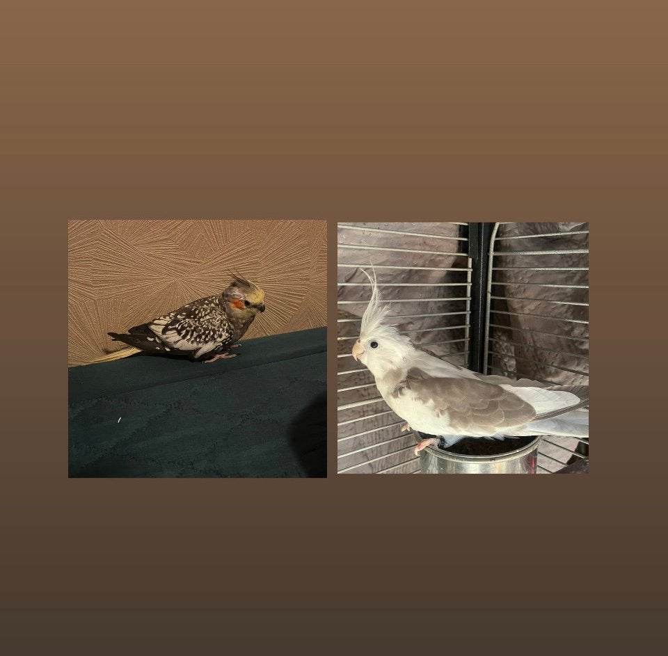 Koppel hele mooie valkparkieten, Meerdere dieren, Zangkanarie