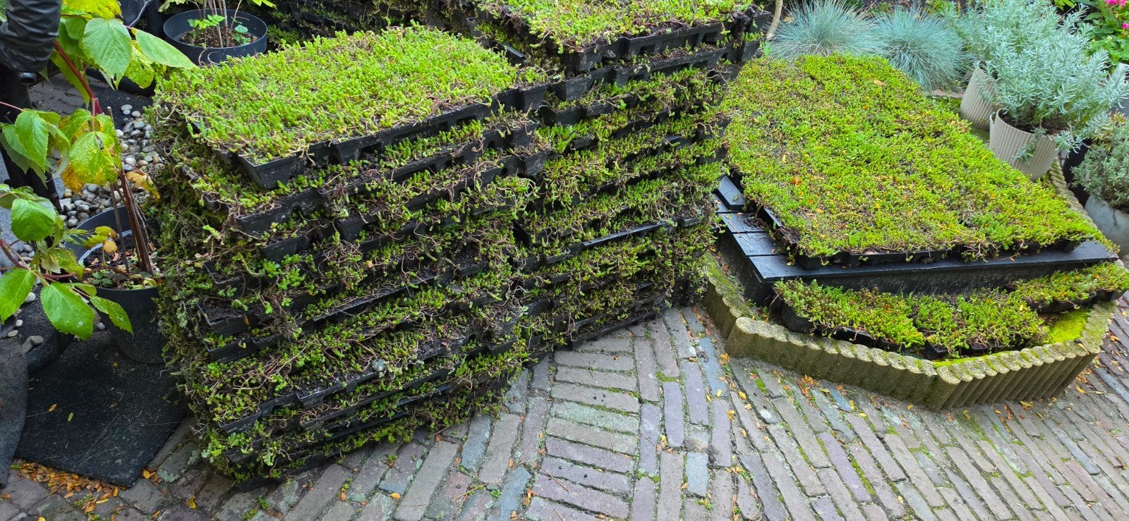 Sedumcassettes voor groendak of bodembedekker, Ophalen, Bodembedekkers, Volle zon, Vaste plant