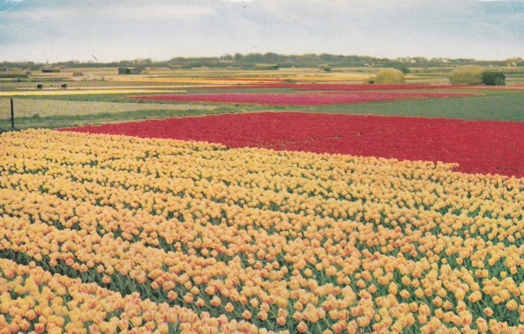 18884 Bollenvelden Noord-Holland gelopen, Verzenden, 1940 tot 1960, Gelopen, Noord-Holland