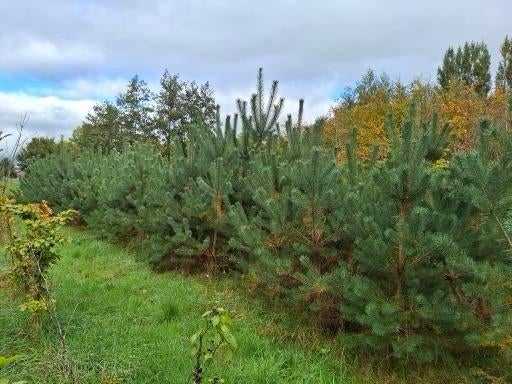bomen en coniferen, Bloeit niet, Halfschaduw, Overige soorten, 400 cm of meer