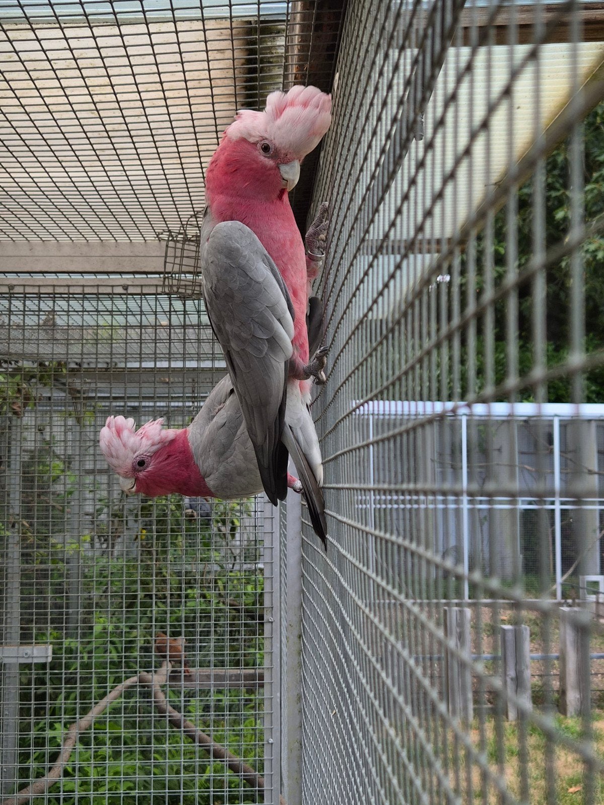 Koppel Rose Kakatoe, Meerdere dieren, Parkiet, Geringd