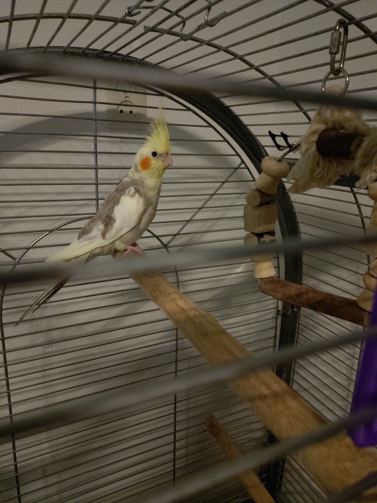 Jonge valk Ziggy, Dieren en Toebehoren, Vogels | Parkieten en Papegaaien, Vrouwelijk, Parkiet
