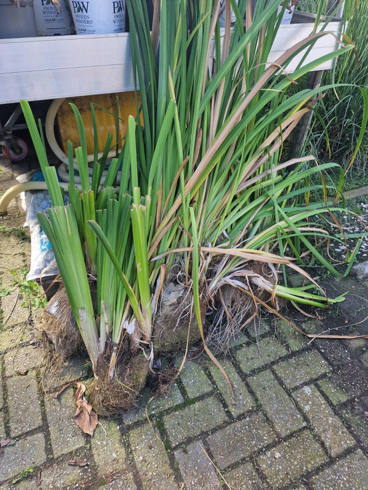 Gele Lis - Ideale Vijverplant voor ammoniak., Ophalen, Volle zon, Vaste plant, Zomer