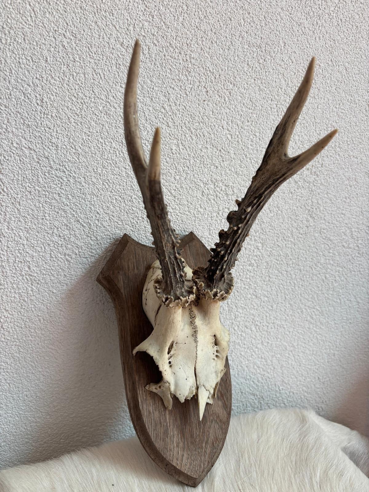 Gewei hert/ ree, oud, 30 cm lang, Ophalen of Verzenden, Gebruikt, Hert, Gewei of Kop