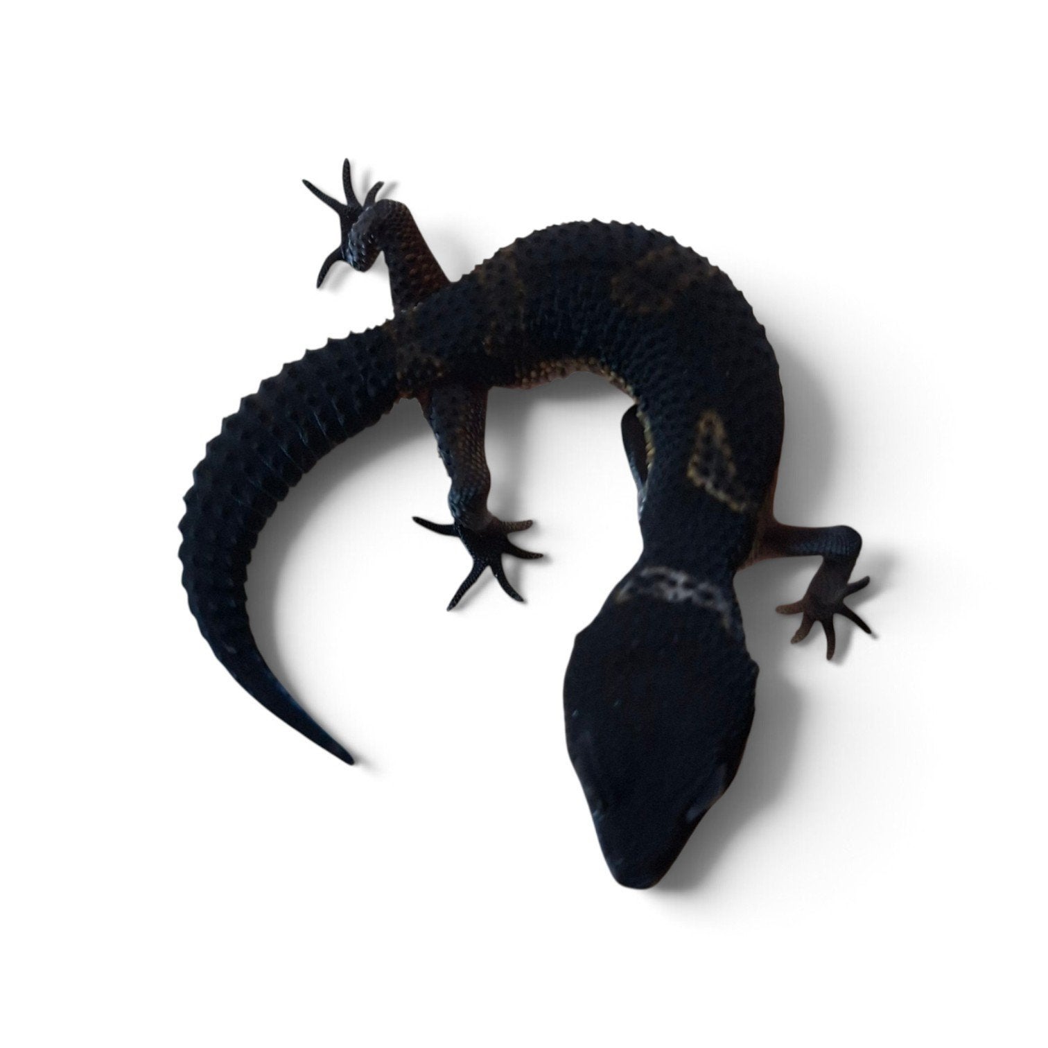 Pure Black Night luipaardgekko CB26, Dieren en Toebehoren, Hagedis, Tam, 0 tot 2 jaar