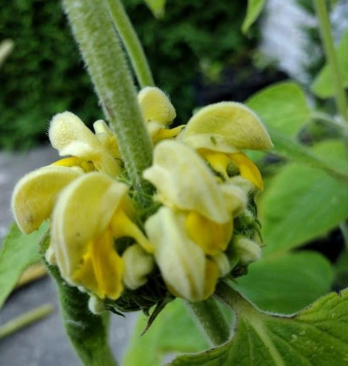Zaden Etageplant geel - Phlomis russeliana, Verzenden, Voorjaar, Volle zon, Zaad