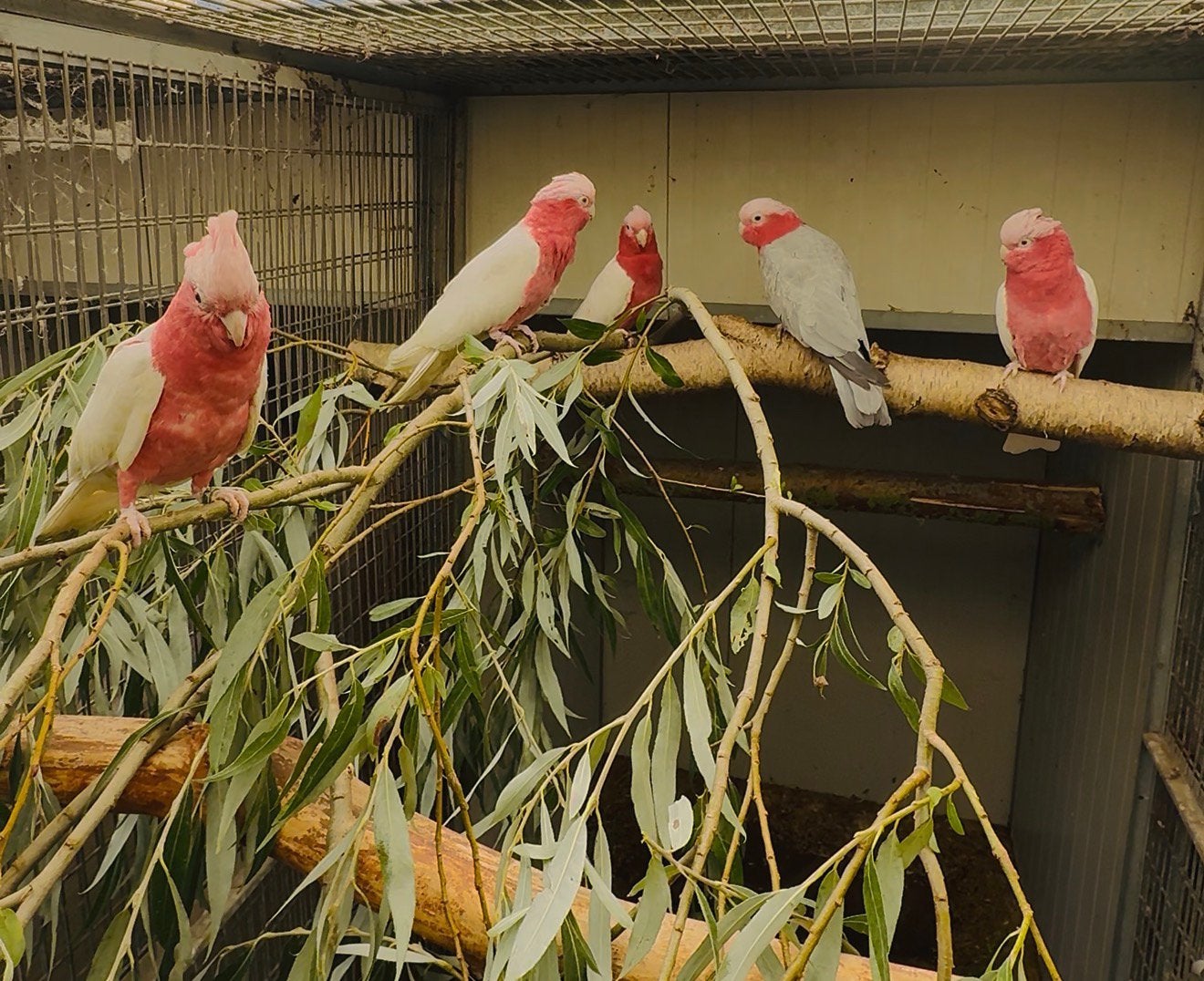gezocht lutino rose kaketoes €1100 betalen wij u, Dieren en Toebehoren, Meerdere dieren