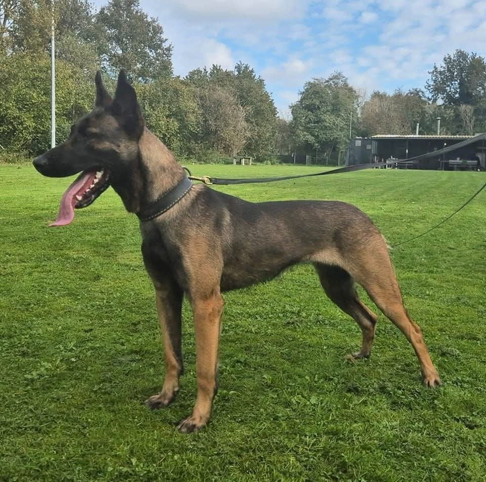 High drive werkhond KNPV lijn!!!, Teef, Eén hond, 3 tot 5 jaar, Nederland